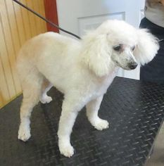 Poodle (Toy) Dogs for adoption in Camden, SC, USA