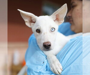 Siberian Husky-Unknown Mix Dogs for adoption in San Antonio, TX, USA