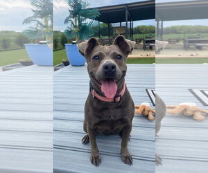 American Pit Bull Terrier-Unknown Mix Dogs for adoption in Wesley Chapel, SC, USA
