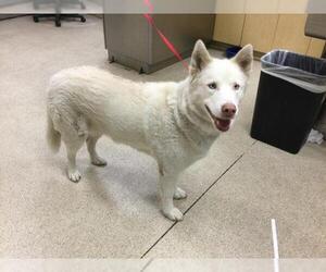 German Shepherd Dog Dogs for adoption in Riverside, CA, USA