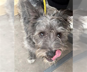 Cairn Terrier-Unknown Mix Dogs for adoption in Woodbury, NY, USA