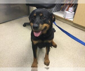 Rottweiler Dogs for adoption in Riverside, CA, USA