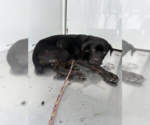 Mutt Dogs for adoption in Stockton, CA, USA