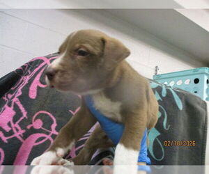 American Pit Bull Terrier-Siberian Husky Mix Dogs for adoption in Oklahoma City, OK, USA
