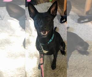 Basenji-Unknown Mix Dogs for adoption in Marine City, MI, USA