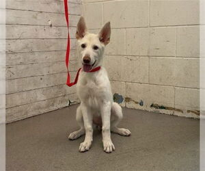 Siberian Husky-Unknown Mix Dogs for adoption in San Bernardino, CA, USA
