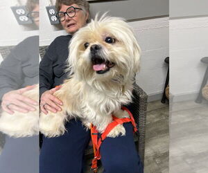 Shih Tzu-Unknown Mix Dogs for adoption in Ellijay, GA, USA