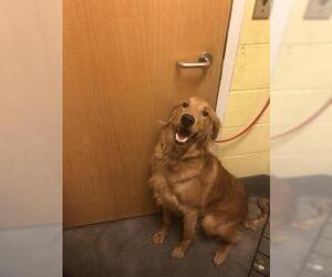 Golden Retriever Dogs for adoption in Forestville, MD, USA
