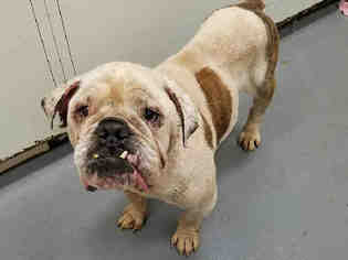 Bulldog Dogs for adoption in Peoria, IL, USA