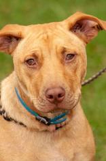 American Staffordshire Terrier Dogs for adoption in Johnson City, TN, USA
