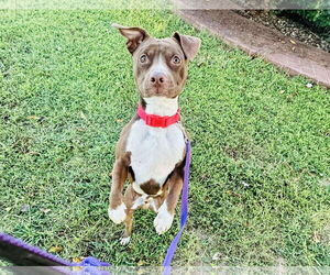 American Pit Bull Terrier-Unknown Mix Dogs for adoption in Westwood, NJ, USA