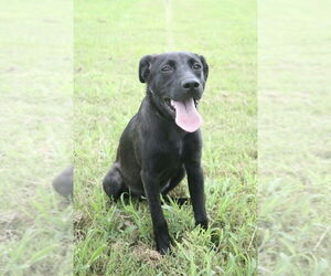 Labrador Retriever-Unknown Mix Dogs for adoption in Abbeville, LA, USA