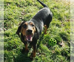 Coonhound-Unknown Mix Dogs for adoption in Harrisburg, PA, USA
