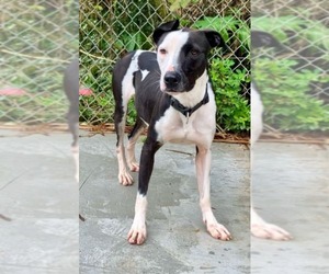 American Foxhound-Unknown Mix Dogs for adoption in Virginia Beach, VA, USA