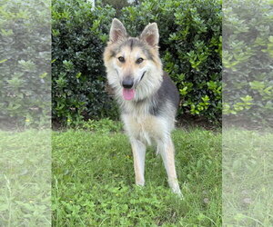 Collie-Unknown Mix Dogs for adoption in PIPE CREEK, TX, USA
