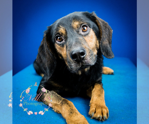 Rottweiler-Unknown Mix Dogs for adoption in Tupelo, MS, USA