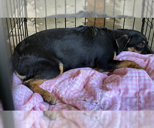 Chihuahua Dogs for adoption in Bakersfield, CA, USA