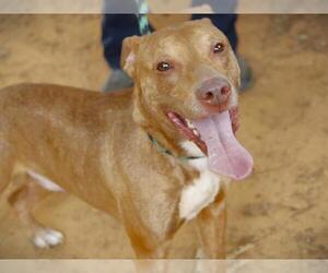American Staffordshire Terrier-Unknown Mix Dogs for adoption in Tallahassee, FL, USA