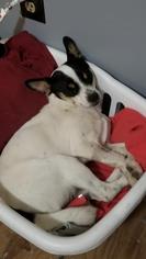 Medium Photo #1 Mutt Puppy For Sale in Longview, TX, USA