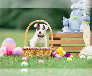 Australian Shepherd-Unknown Mix Dogs for adoption in Garner, NC, USA