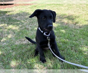 Labrador Retriever-Mountain Cur Mix Dogs for adoption in Boston, MA, USA
