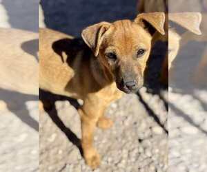 Mutt Dogs for adoption in Arlington, WA, USA