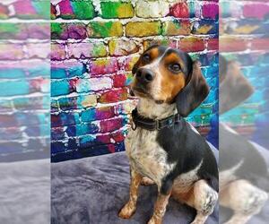 Beagle Dogs for adoption in Gloversville, NY, USA