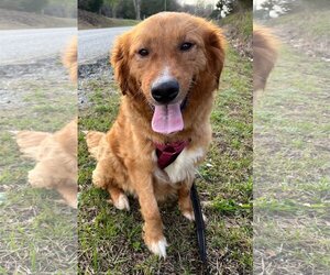 Golden Retriever Dogs for adoption in Pacolet, SC, USA