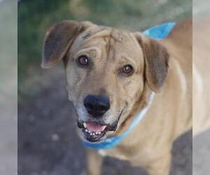 Labrador Retriever-Unknown Mix Dogs for adoption in San Antonio, TX, USA