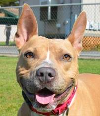 French Bulldog-Staffordshire Bull Terrier Mix Dogs for adoption in Vancouver, WA, USA