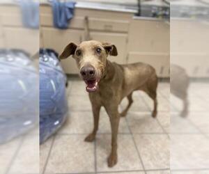 Doberman Pinscher Dogs for adoption in Hanford, CA, USA