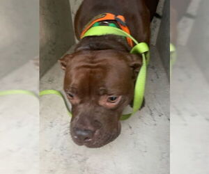 American Bulldog-Unknown Mix Dogs for adoption in West Palm Beach, FL, USA
