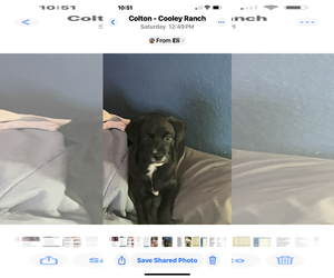 Miniature Labradoodle Dogs for adoption in Colton, CA, USA