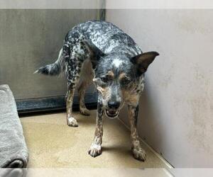 Mutt Dogs for adoption in Martinez, CA, USA