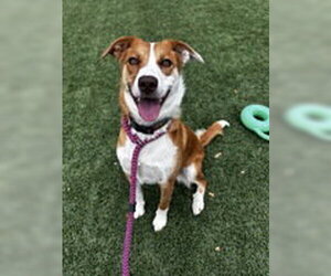 Mutt Dogs for adoption in Salinas, CA, USA