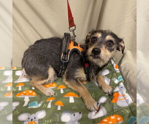 Mutt Dogs for adoption in Modesto, CA, USA