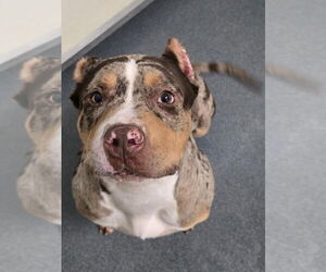 American Pit Bull Terrier-Unknown Mix Dogs for adoption in Glen Allen, VA, USA