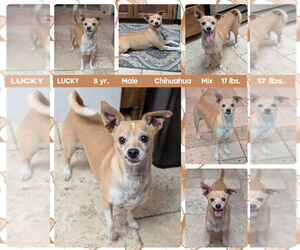 Chihuahua-Unknown Mix Dogs for adoption in Mesa, AZ, USA