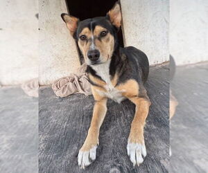 Mutt Dogs for adoption in Tarrytown, GA, USA