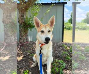 Siberian Husky-Unknown Mix Dogs for adoption in Candler, NC, USA