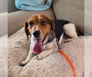 Bagle Hound Dogs for adoption in Las Vegas, NV, USA