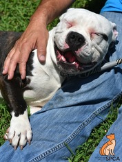 American Boston Bull Terrier Dogs for adoption in Roanoke, VA, USA