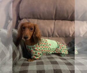 Dachshund Dogs for adoption in Des Moines, IA, USA