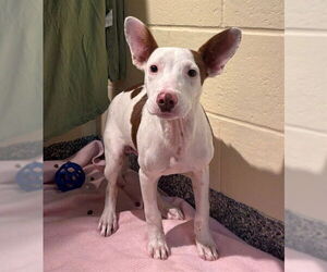 Treeing Walker Coonhound-Unknown Mix Dogs for adoption in Brewster, MA, USA