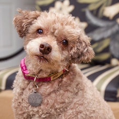 Poodle (Toy) Dogs for adoption in Malibu, CA, USA
