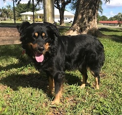 Border-Aussie Dogs for adoption in Davie, FL, USA