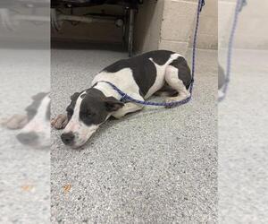 Great Dane-Unknown Mix Dogs for adoption in Conroe, TX, USA