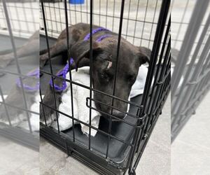 Labrador Retriever-Unknown Mix Dogs for adoption in Las Vegas, NV, USA