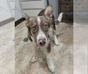 Huskies -Unknown Mix Dogs for adoption in Lakewood, CO, USA