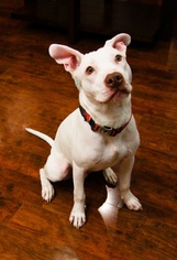 Medium Photo #1 Labany Puppy For Sale in Houston, TX, USA
